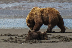 Wildlife