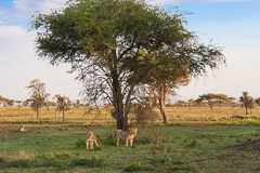 Wildlife
