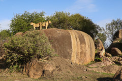 Wildlife