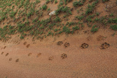 Wildlife