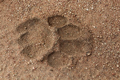 Wildlife