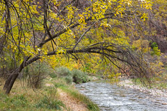 Image Gallery