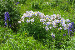 Image Gallery