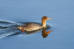 Recent Images