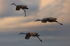 Bosque del Apache and White Sands