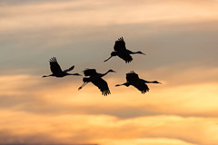 Bosque del Apache and White Sands