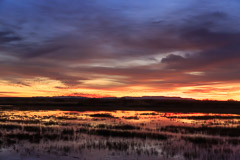 Bosque del Apache and White Sands