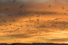 Bosque del Apache and White Sands