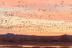 Bosque del Apache and White Sands