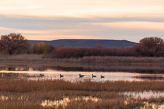 Bosque del Apache and White Sands
