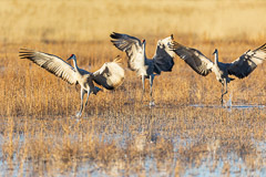 Bosque del Apache and White Sands