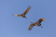 Bosque del Apache and White Sands