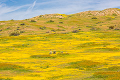 California