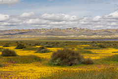 California