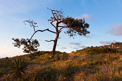 California