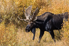 Grand Teton National Park