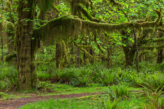 Olympic National Park