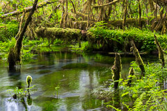 Olympic National Park