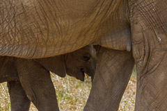 African Wildlife