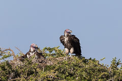 African Wildlife