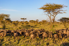 African Wildlife