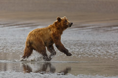 Bears in Alaska