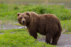 Bears in Alaska