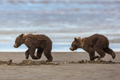 Bears in Alaska