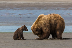Bears in Alaska