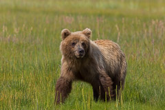 Bears in Alaska