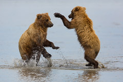 Bears in Alaska