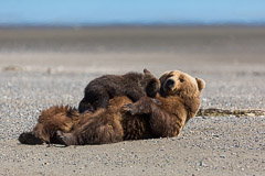 Bears in Alaska