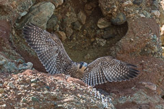 Birds of Pray