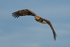Birds of Pray