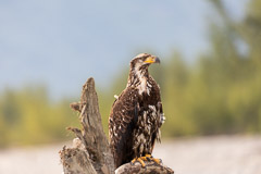 Birds of Pray