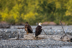 Birds of Pray