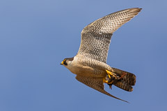 Birds of Pray