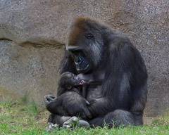 Miscellaneous Mammals and Birds