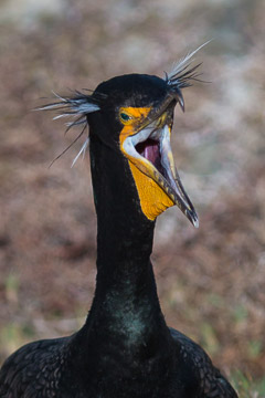 Miscellaneous Mammals and Birds