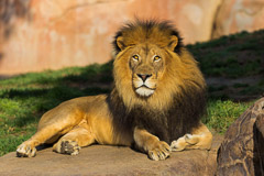 Miscellaneous Mammals and Birds