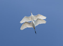 Miscellaneous Mammals and Birds