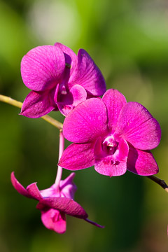 Close-Ups